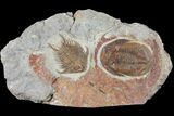 Foulonia & Asaphellus Trilobite Association - Fezouata Formation #125126-1